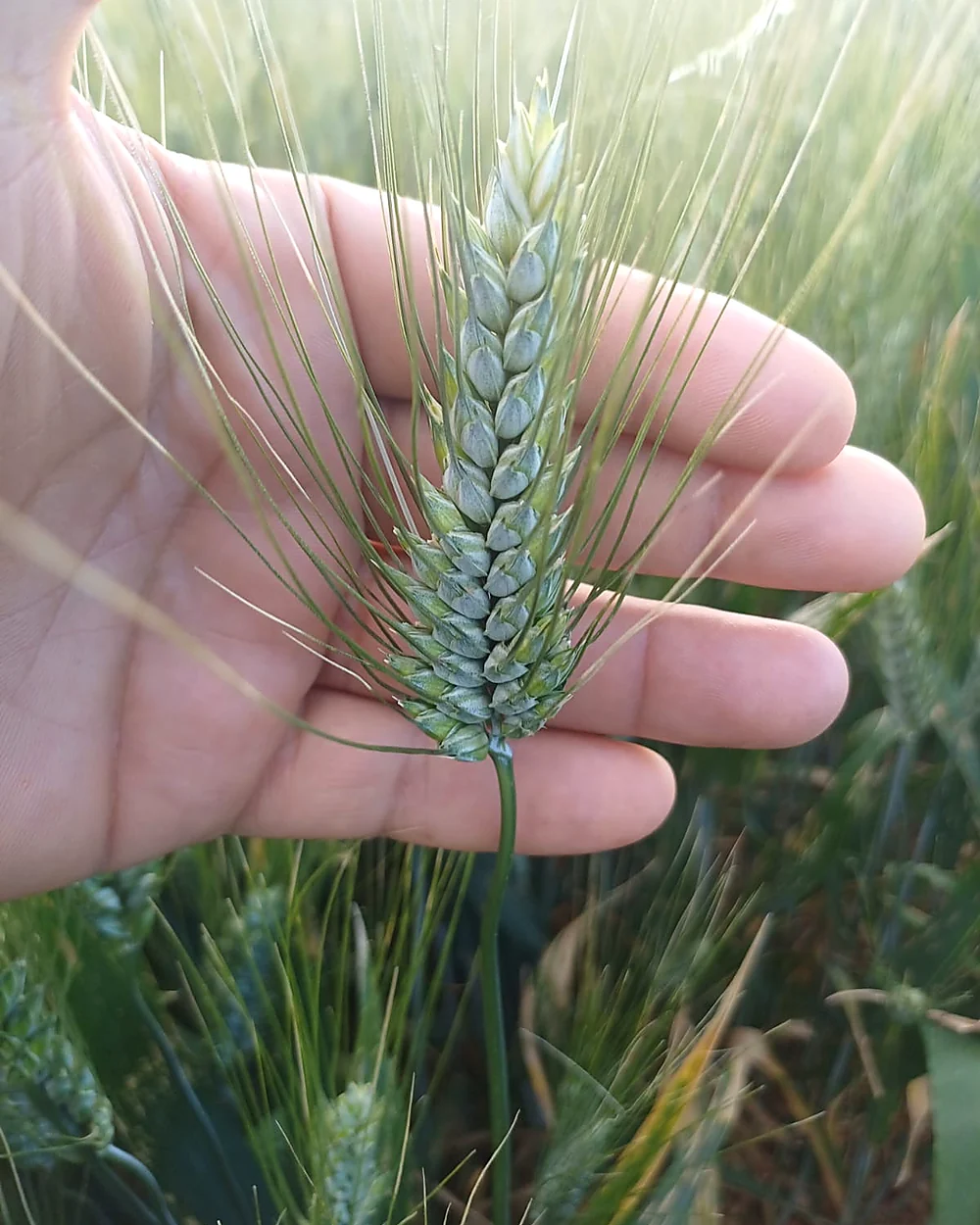Frumento coltivato dall'azienda